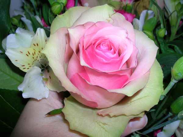 Rose