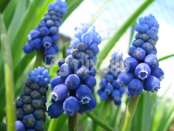 FrühlingInBlau