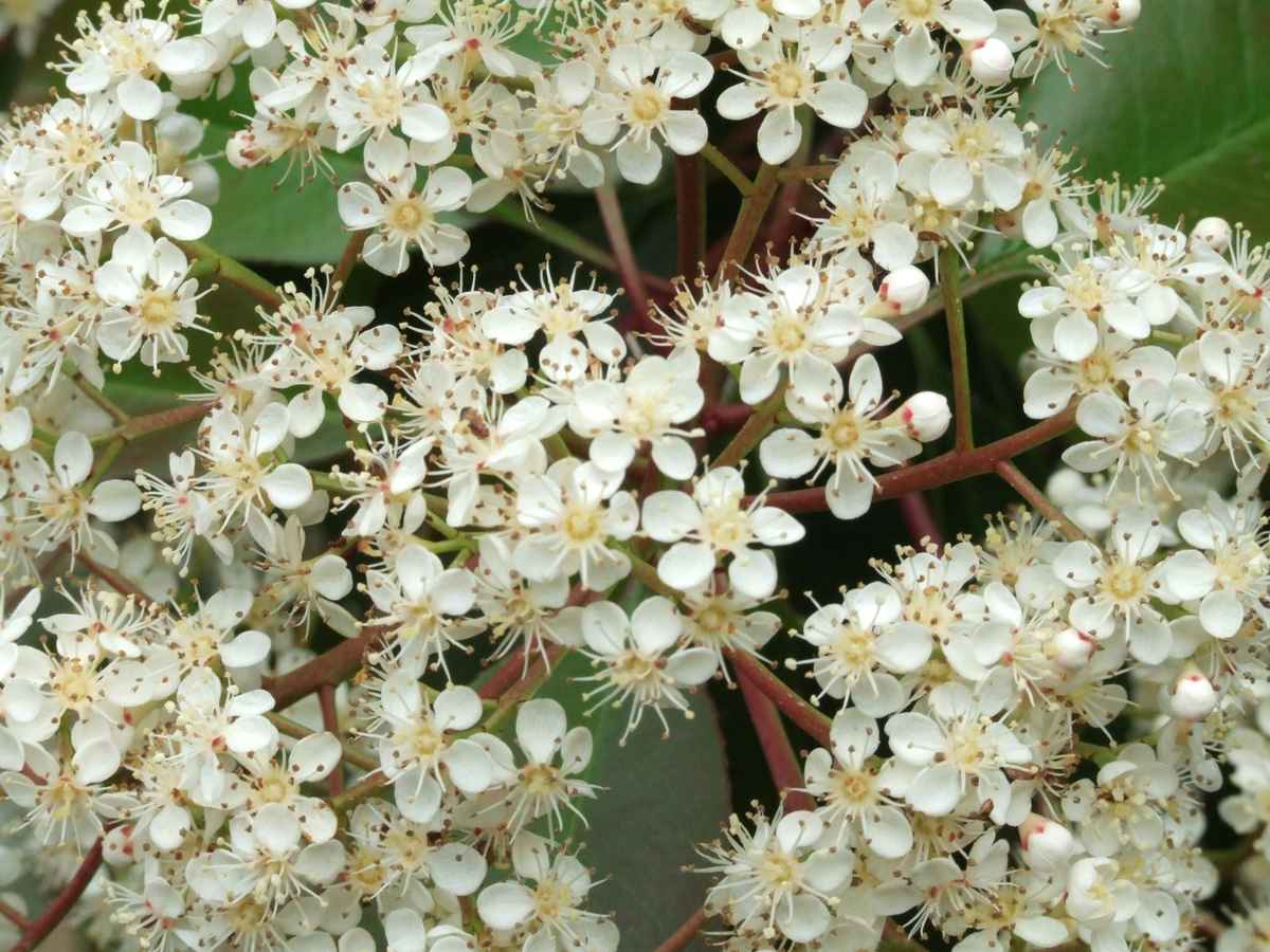 Holunderblüten