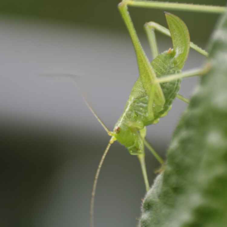 Grashüpfer