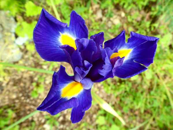 Pflanzentraum in blau