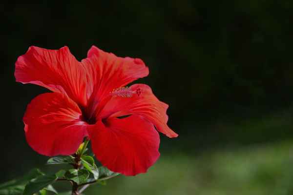 roter Hibiskus