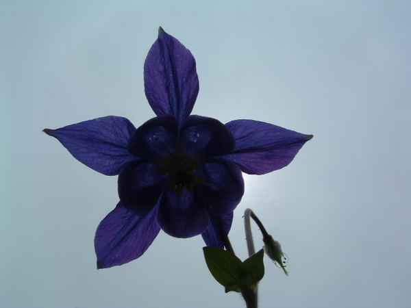 Akelei im Gegenlicht