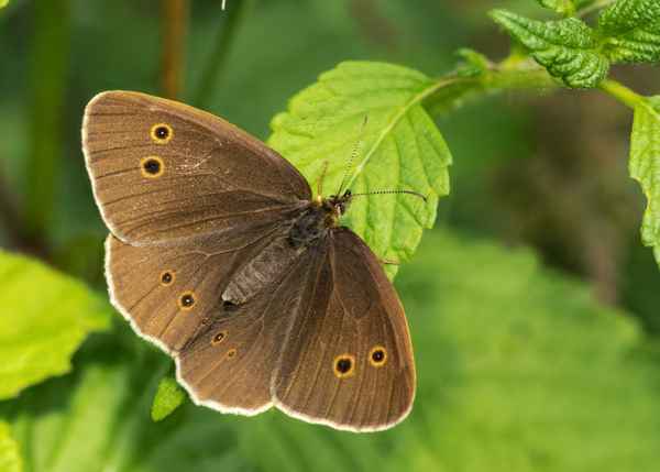 Brauner Waldvogel