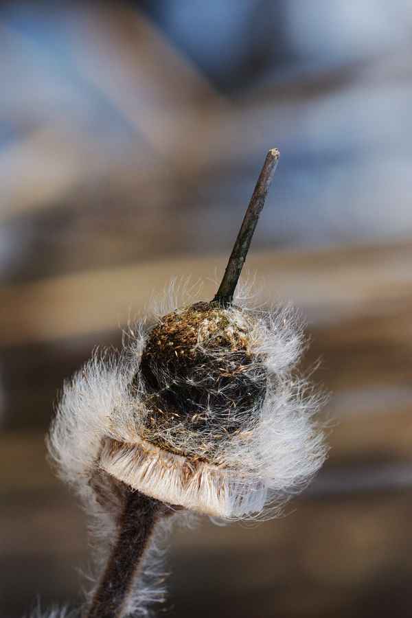 natürliche pickelhaube