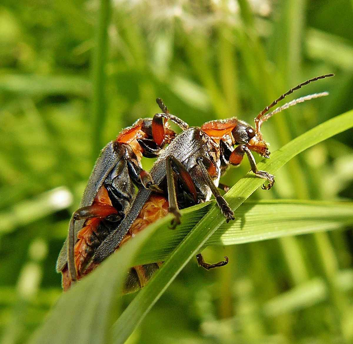"Ein schwerer Brocken!"