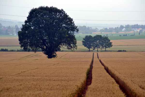 Spur im Getreidefeld