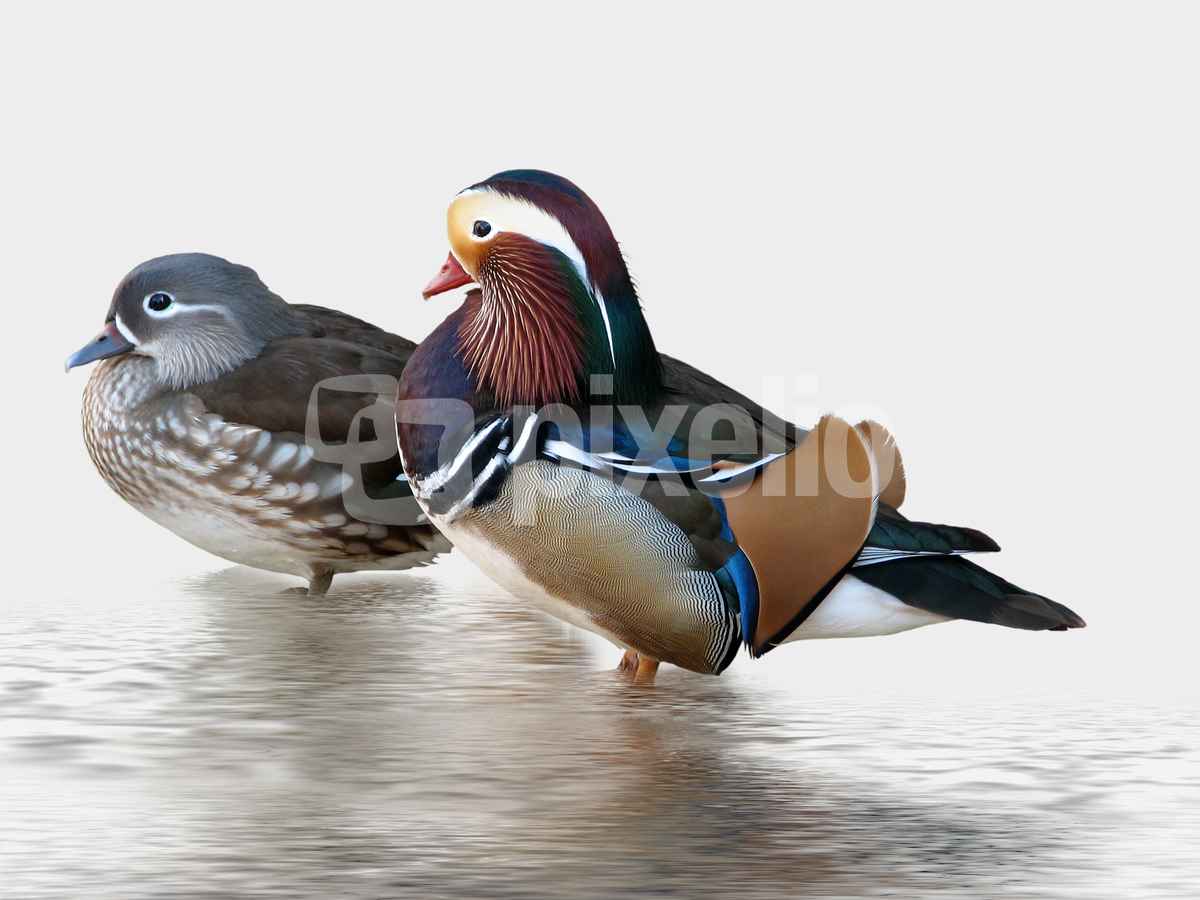Mandarinenten-Paar