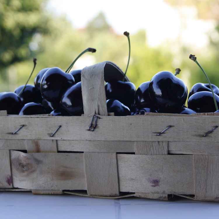 schwarzes Süsskirschen #2