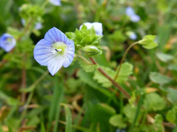 Frühlingsblümchen