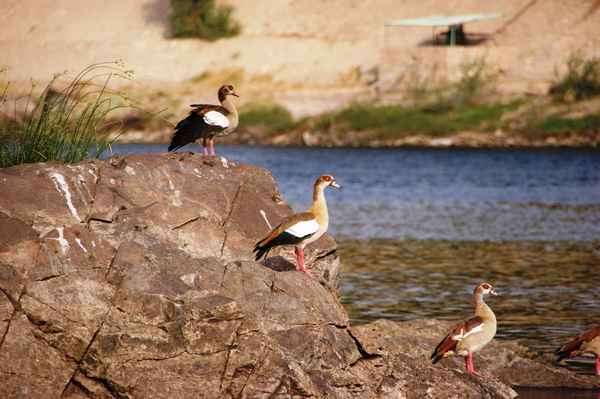 Nilgänse 1