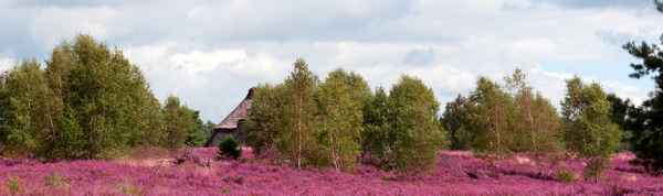 Panorama einer Heidelandschaft mit einem Schafstall