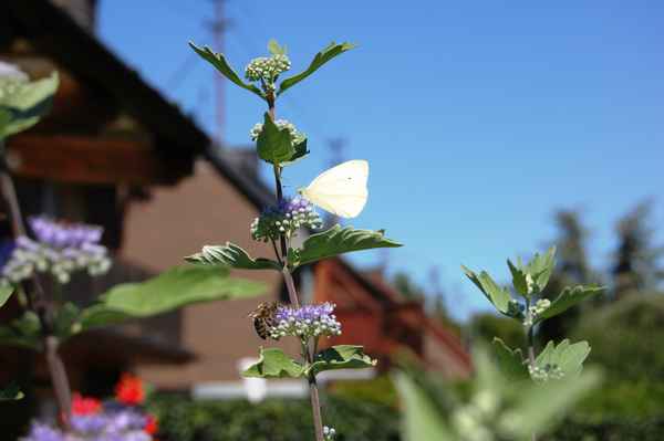 Schmetterling bekommt Besuch von einer Wespe