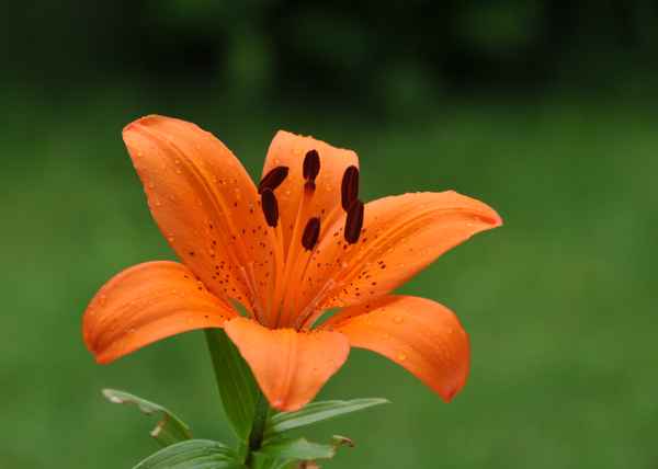 nass gewordene Schönheit