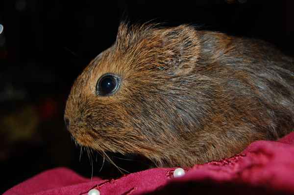 little Silvester