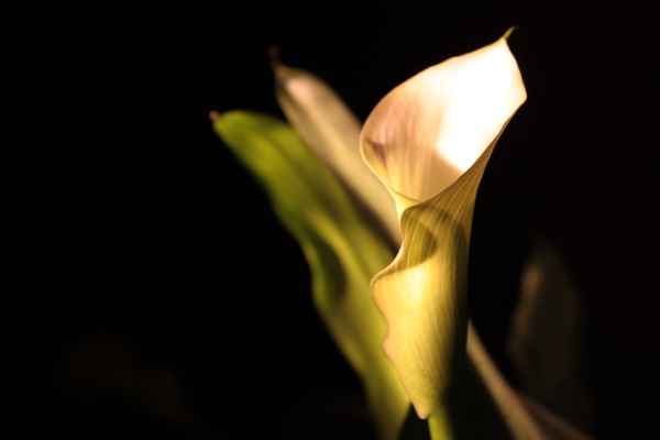 Trompetenblume oder so ähnlich