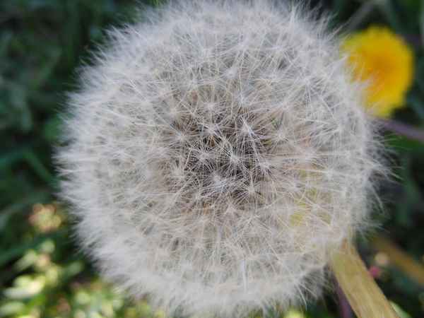 Pusteblume
