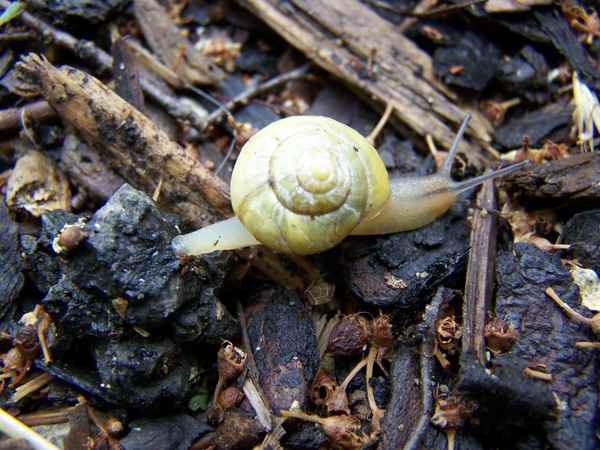 Schnecki auf Wanderschaft