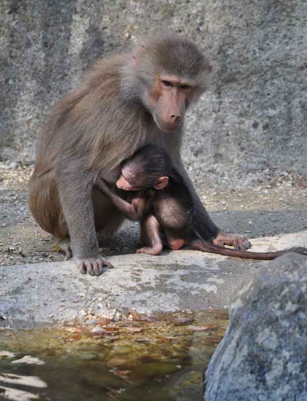 Pavianmama mit Kind