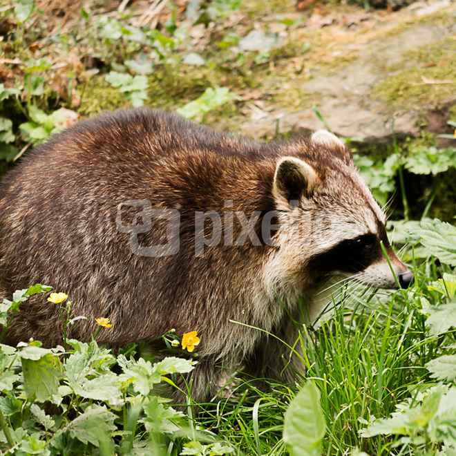 Waschb&auml;r beim Wiesenspaziergang