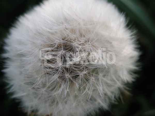 Pusteblume