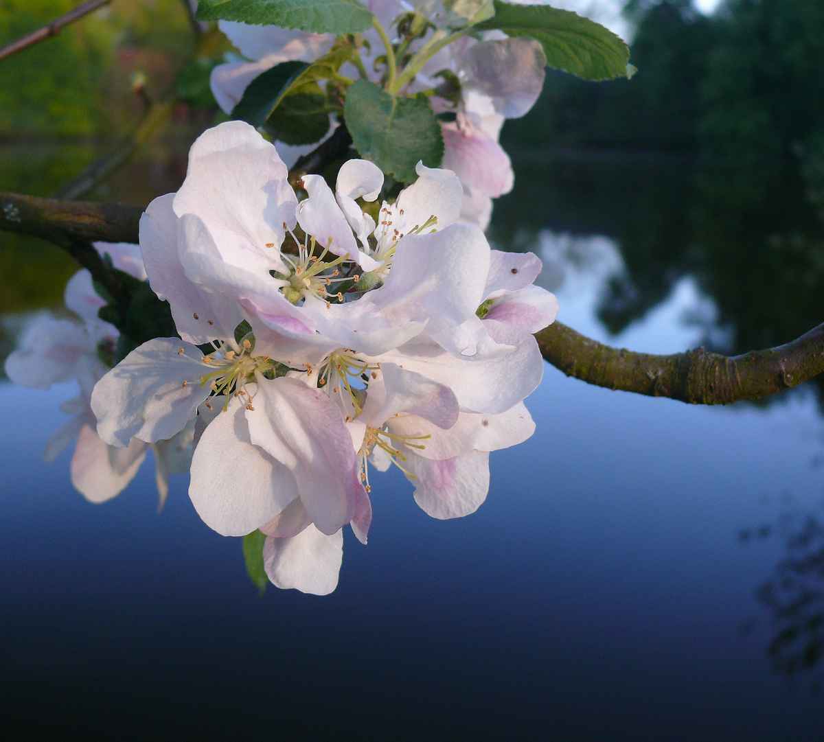 Apfelblüte