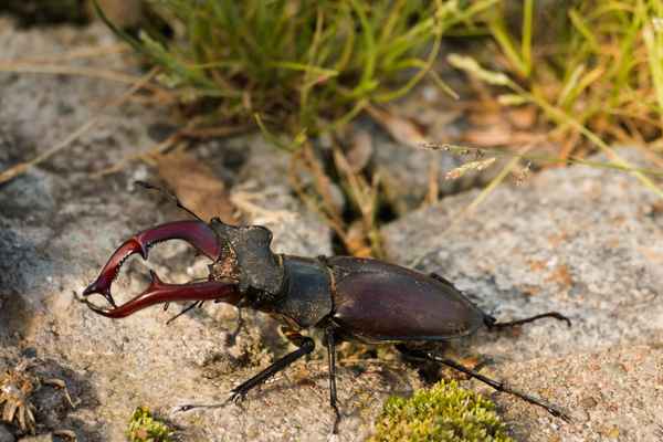 Hirschkäfer auf Wanderschaft