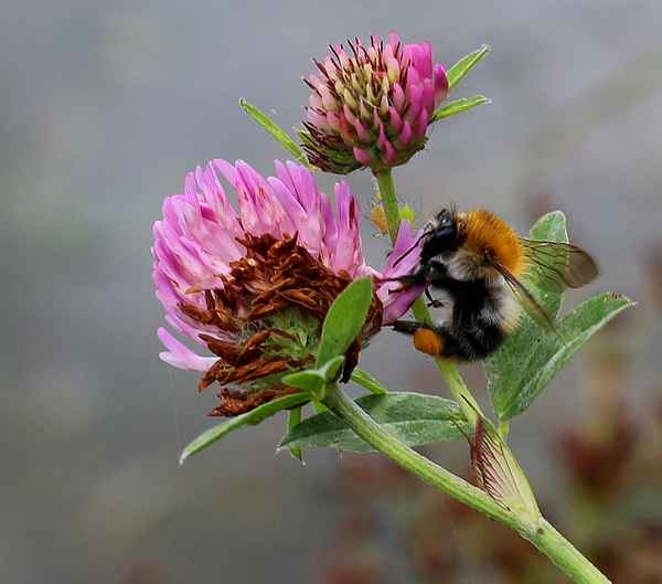 Bombus, das Schleckermäulchen