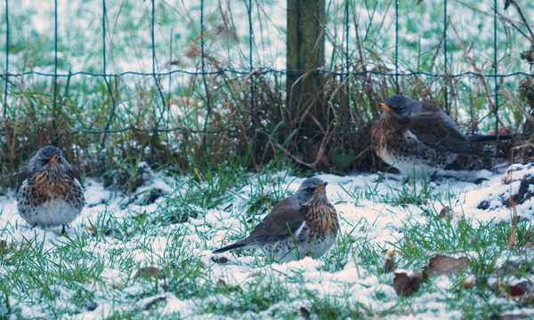 wacholderdrosseln im schnee