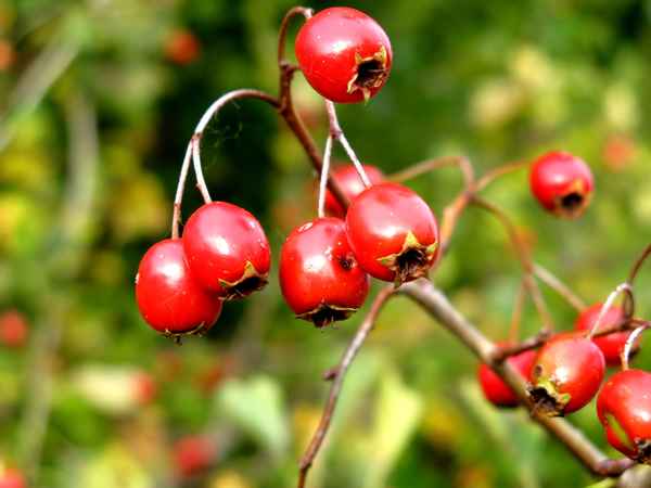 Leuchtend rote Hagebutten