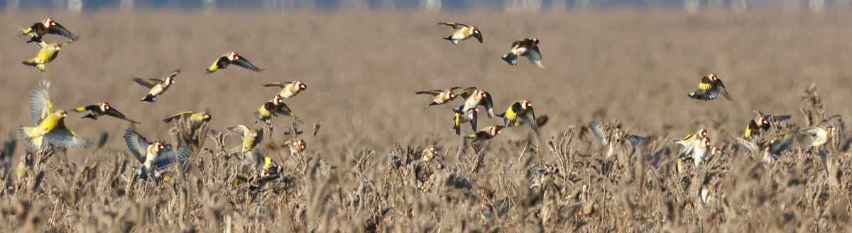 distelfinken auf futtersuche