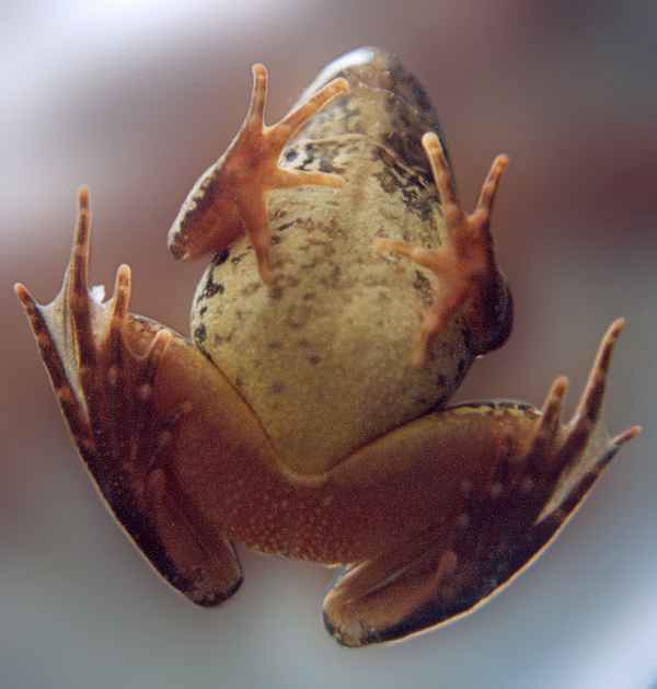 Ein Frosch  von unten