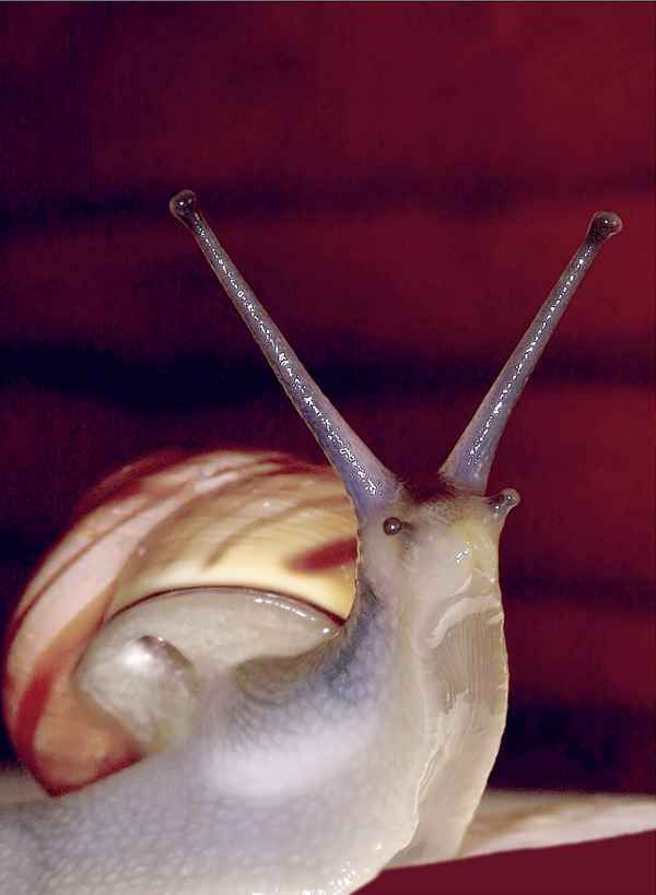 Gartenschnecke (3)