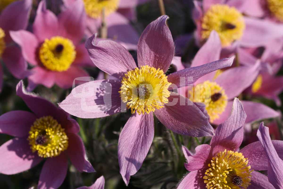 Blüten der Küchenschelle