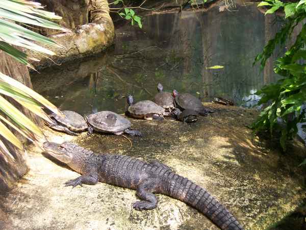 Reptilien Freundschaft