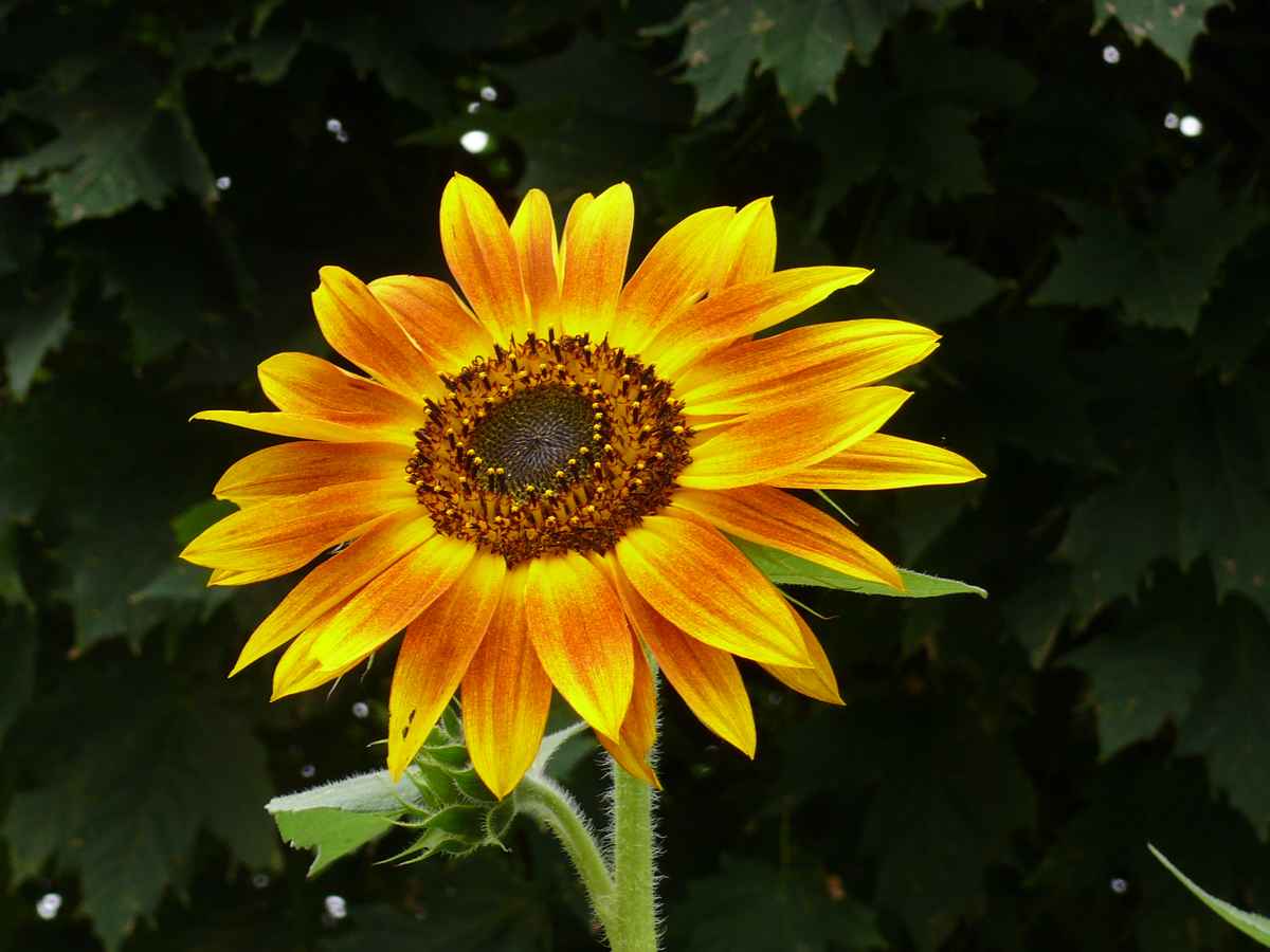 Sonnenblume