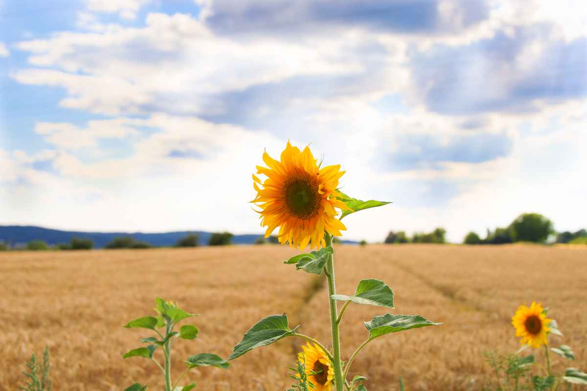 Der Sommer ist da