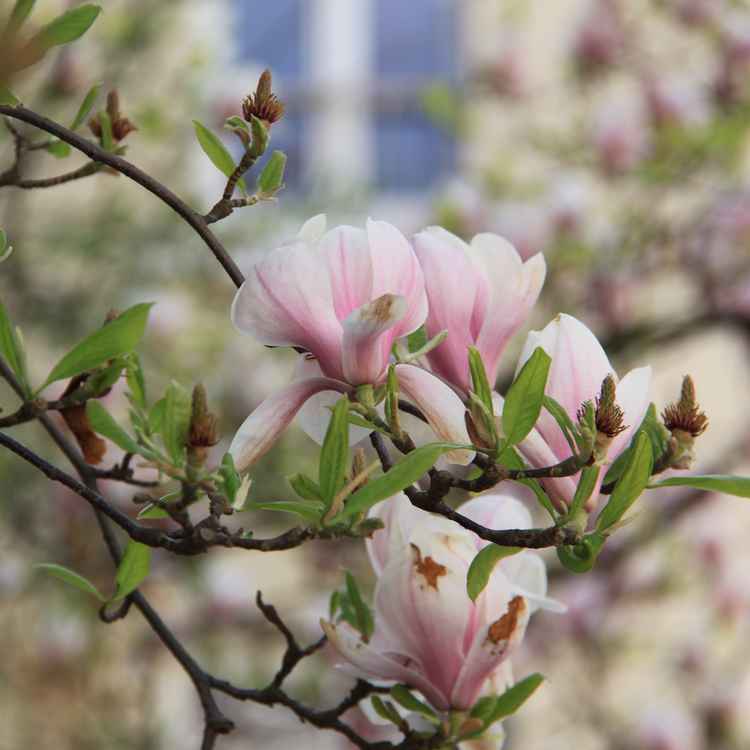 Kirschblüte Original