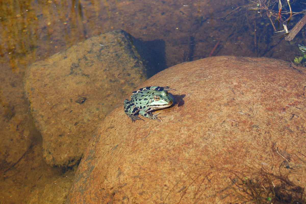 Küß mich .. ich bin ein verzauberter Prinz