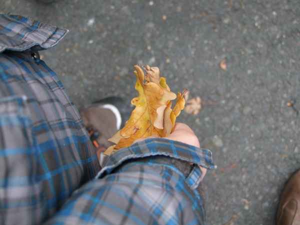 Herbstlaub in Kinderhand