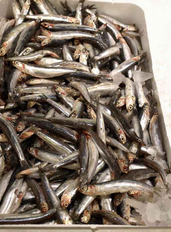 Fisch in der Auslage