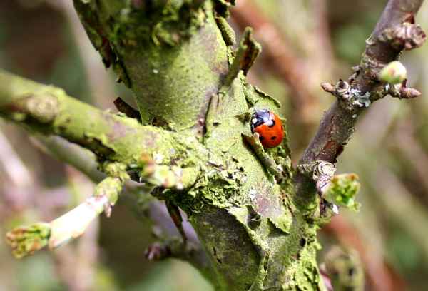 Marienkäfer im Johannisbeerstrauch