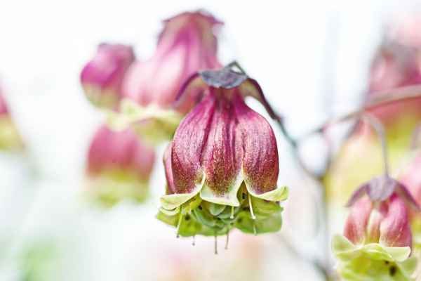 Kalanchoe Miniata III