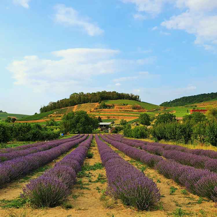 Lavendelfeld Kaiserstuhl