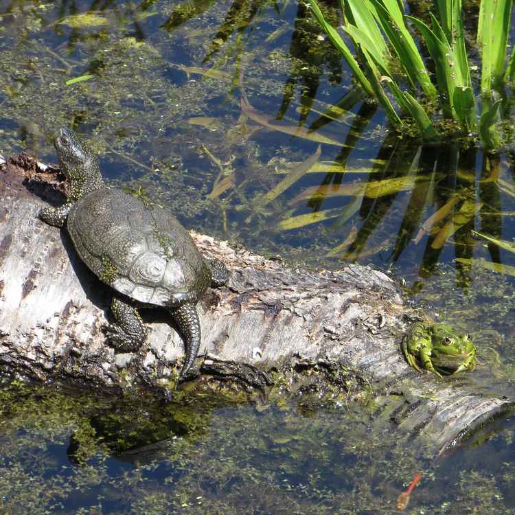 Schildkröte und Frosch