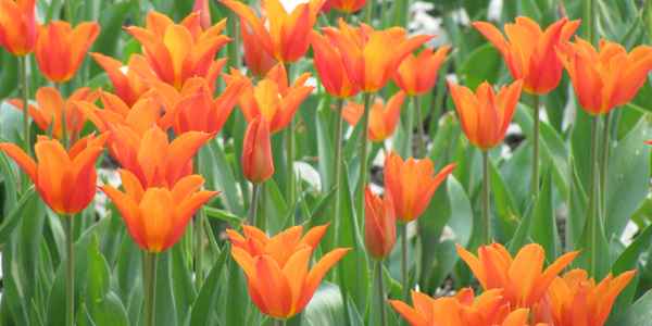 Tulpen, Tulpen, Tulpen