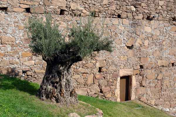 uralter Olivenbaum am Burghügel