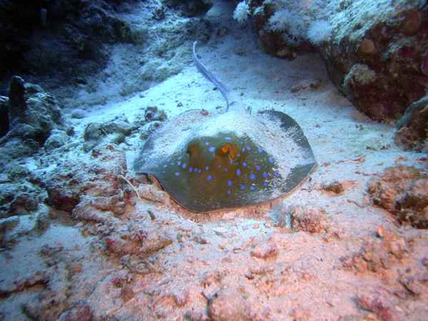 jk-0063-Blaupunktrochen