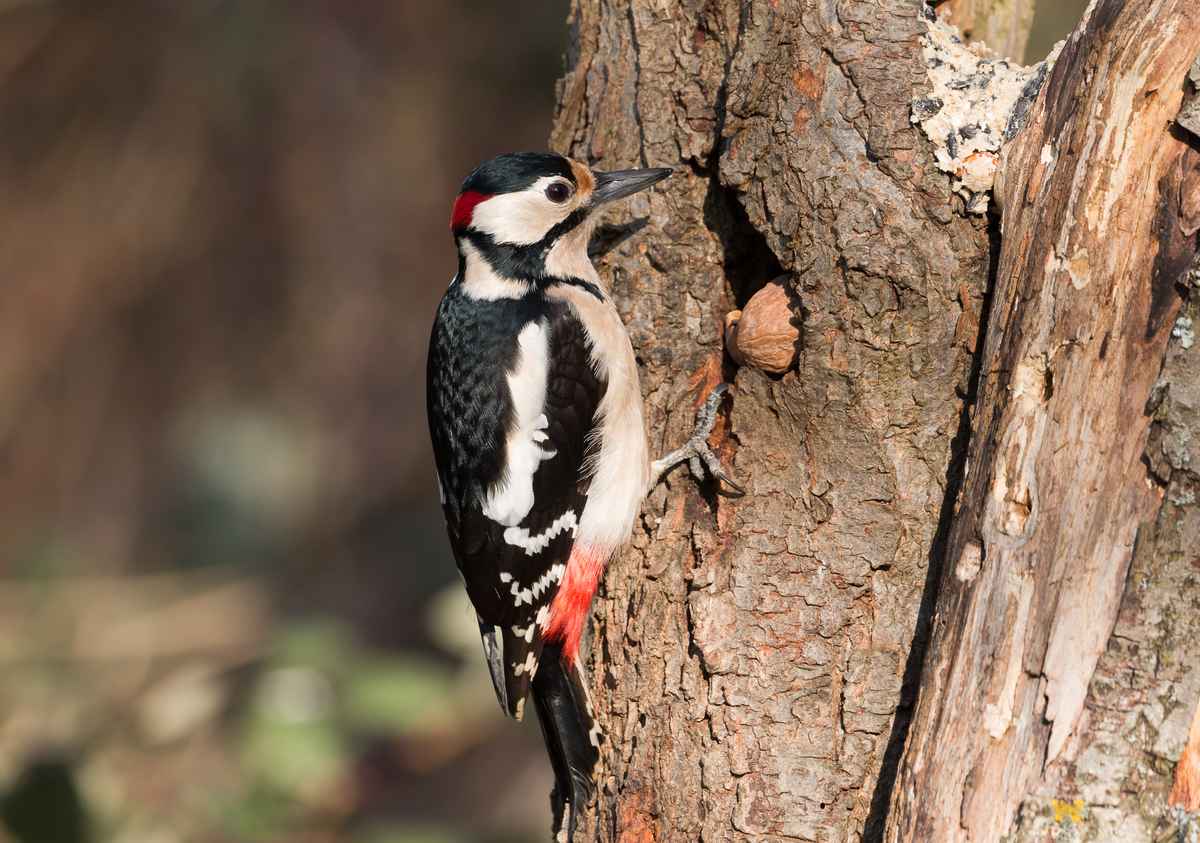 Meister Specht hat Hunger...