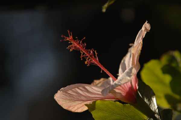Hibiskus zwischen Sonne und Schatten